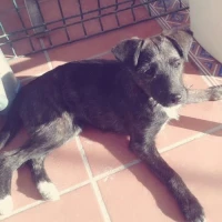 Adopta a Priscila