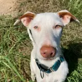 Adopta a Balma