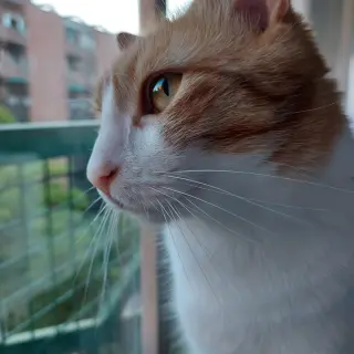 Ivar