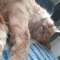 Adopta a Luna