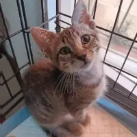 Adopta a Alfie
