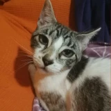 Adopta a Dimoni