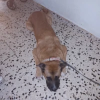 Adopta a Zeus