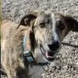 Adopta a Horus