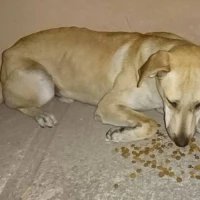 Adopta a Pirui