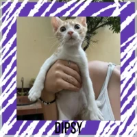 Adopta a Dipsy