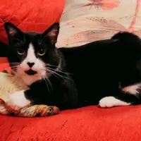 Adopta a Silvestre