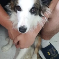 Adopta a Rocío