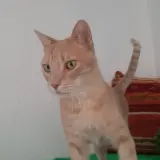 Adopta a Puma