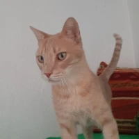 Adopta a Puma