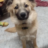 Adopta a Argos