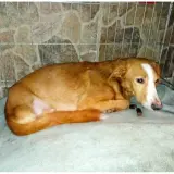 Adopta a Tristán