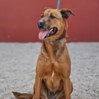 Adopta a Kiara