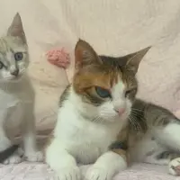 Adopta a Benita&Nala