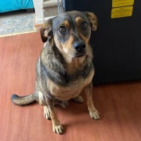 Adopta a Peanut