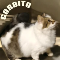 Adopta a Gordito