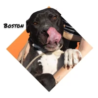 Adopta a Boston