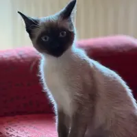 Adopta a Sáo