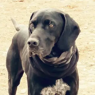 Bobby