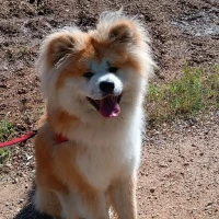 Adopta a Yogui