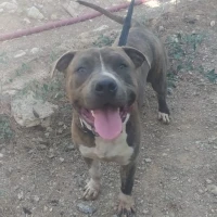 Adopta a Michael