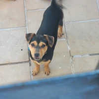 Adopta a Bruma