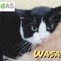 Adopta a Wasabi