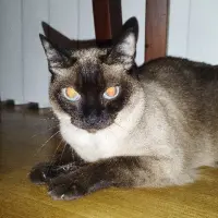 Adopta a Nica