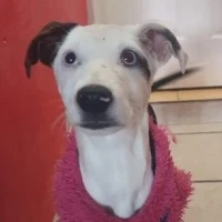 Adopta a Marisol