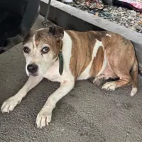 Adopta a Tula