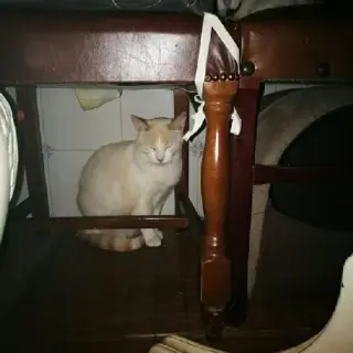 Mimoso