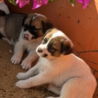 Adopta a Pancho Y Cachorros De Mastín