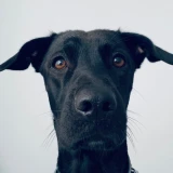 Adopta a Aura