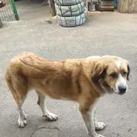 Adopta a Gala