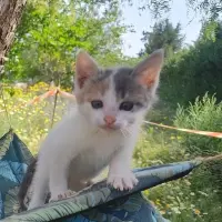 Adopta a Roxy