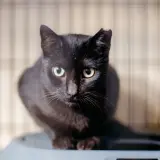 Adopta a Chenche