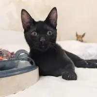 Adopta a Erik