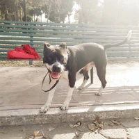 Adopta a Rocky