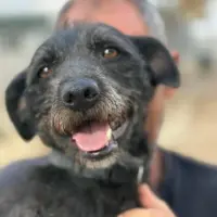 Adopta a Pancho, Perrito Super Cariñoso Tlf 645978718