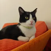 Adopta a Metalico