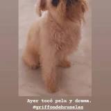 Adopta a Quino