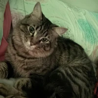 Adopta a Chip