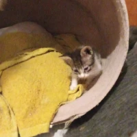 Adopta a Lara Cardenal