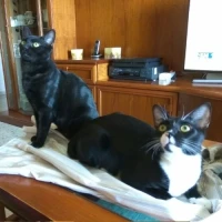 Adopta a Rayo y Trueno