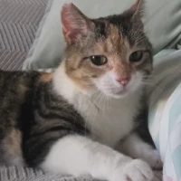 Adopta a Coral Cat