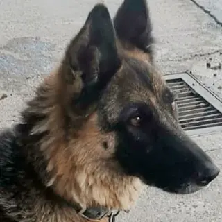 Chica