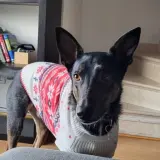 Adopta a Papaya
