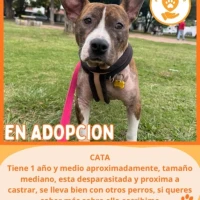 Adopta a Cata