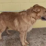 Adopta a Gordon