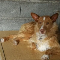 Adopta a Ñaco